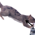Free-ranging squirrels perform stable, above-branch landings by balancing using leg force and nonprehensile foot torque